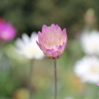 Immortelle - Papierblume Double Mix  (Samen)