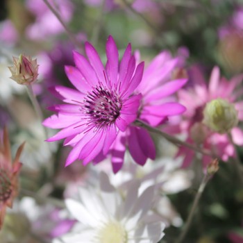Immortelle - Papierblume Double Mix  (Samen)