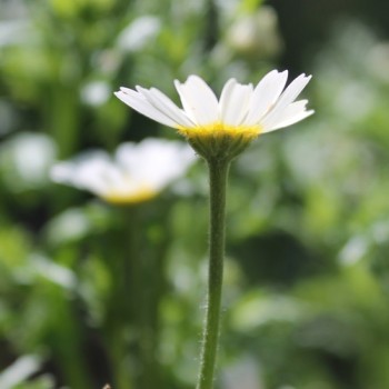 Isländische Kamille (Samen)