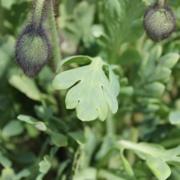 Islandmohn Mix (Samen)