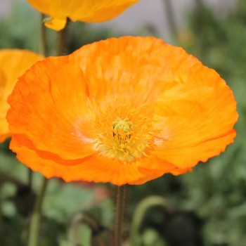 Islandmohn Mix (Samen)