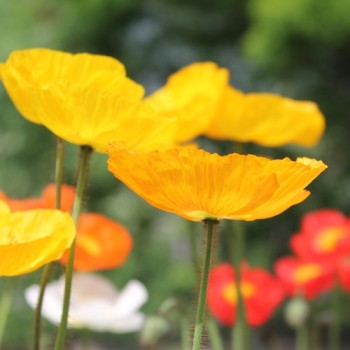 Islandmohn Mix (Samen)