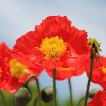 Islandmohn Mix (Samen)