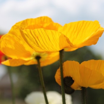 Islandmohn Mix (Samen)