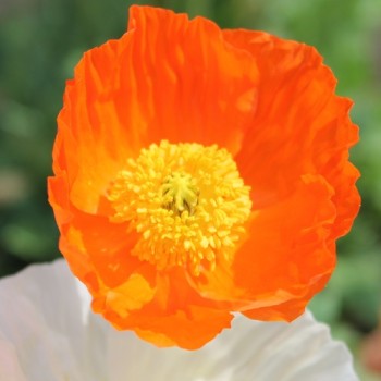 Islandmohn Mix (Samen)