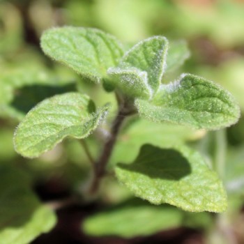 Israelischer Oregano (Samen)