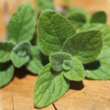 Israelischer Oregano (Samen)