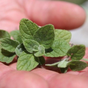 Israelischer Oregano (Samen)