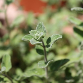 Israelischer Oregano (Samen)