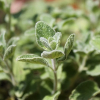 Israelischer Oregano (Samen)