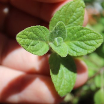 Israelischer Oregano (Samen)