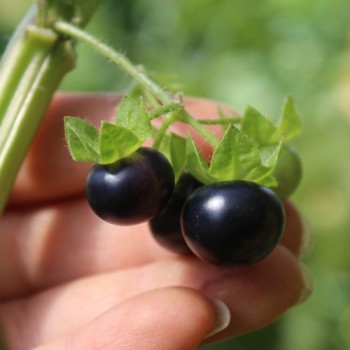 Jaltomate Tomatito Morado (Samen)