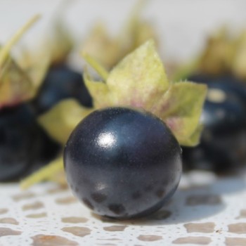 Jaltomate Tomatito Morado (Samen)