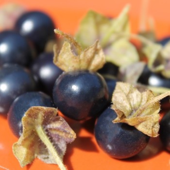Jaltomate Tomatito Morado (Samen)
