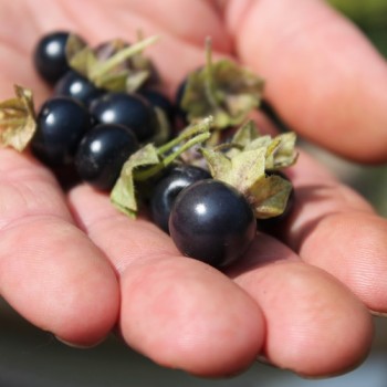 Jaltomate Tomatito Morado (Samen)