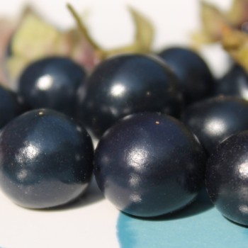 Jaltomate Tomatito Morado (Samen)