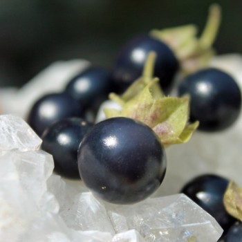 Jaltomate Tomatito Morado (Samen)