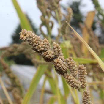 Japanhirse (Samen)