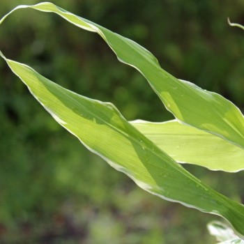 Japanischer Ingwer White Arrow  (Pflanze)