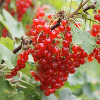 Johannisbeere Rote Vierländer (Pflanze)