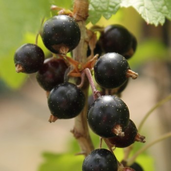 Johannisbeere Black’n Red (Pflanze)