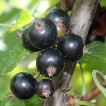 Johannisbeere Black’n Red (Pflanze)