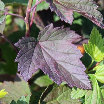 Johannisbeere Black’n Red (Pflanze)
