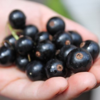 Johannisbeere Ebony (Pflanze)