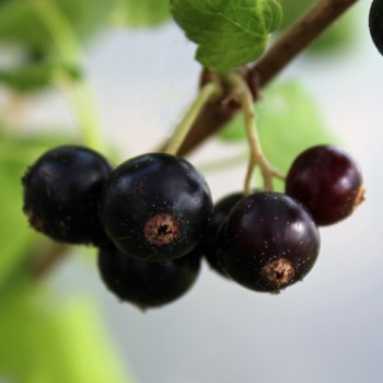 Johannisbeere Ebony (Pflanze)