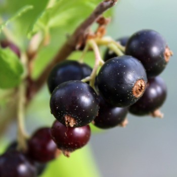 Johannisbeere Ebony (Pflanze)