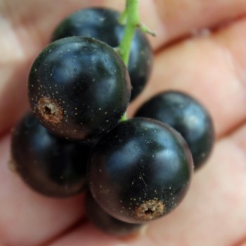 Johannisbeere Ebony (Pflanze)