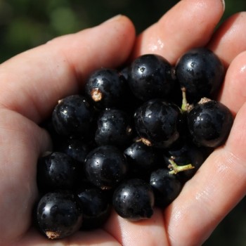 Johannisbeere Ebony (Pflanze)