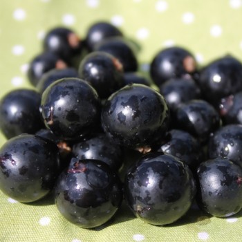 Johannisbeere Ebony (Pflanze)
