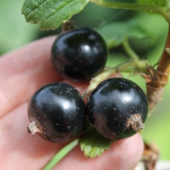 Johannisbeere Ebony (Pflanze)