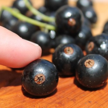 Johannisbeere Ebony (Pflanze)