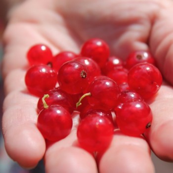 Johannisbeere Fays Fruchtbare (Pflanze)