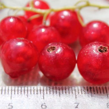 Johannisbeere Fays Fruchtbare (Pflanze)