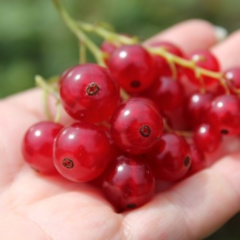 Johannisbeere Fays Fruchtbare (Pflanze)
