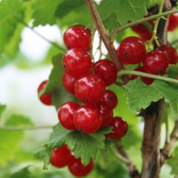 Johannisbeere Fays Fruchtbare (Pflanze)