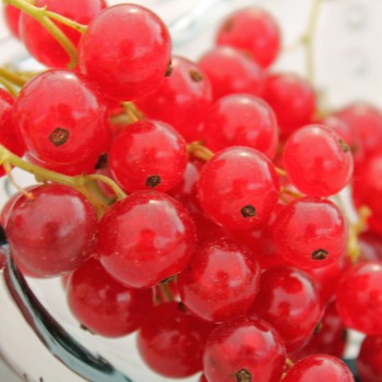 Johannisbeere Fays Fruchtbare (Pflanze)