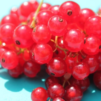 Johannisbeere Fays Fruchtbare (Pflanze)