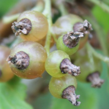 Johannisbeere Ojeblanc (Pflanze)