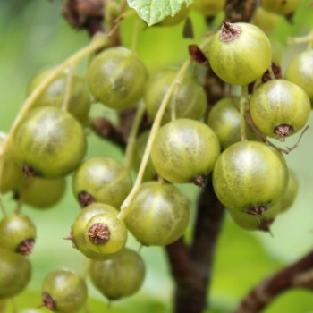 Johannisbeere Venny  (Pflanze)