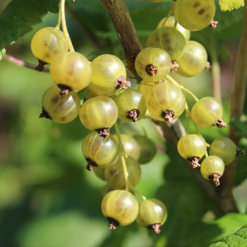 Johannisbeere Venny  (Pflanze)