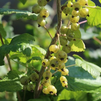 Johannisbeere Venny  (Pflanze)