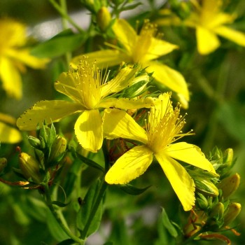 Johanniskraut (Samen)