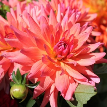 Dahlie Cactus Flowered Mix (Samen)