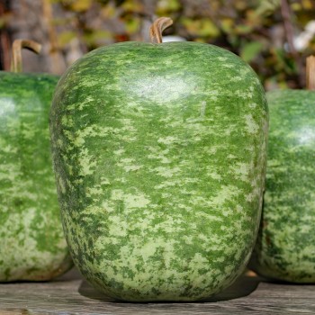 Kalebasse Apple (Samen)