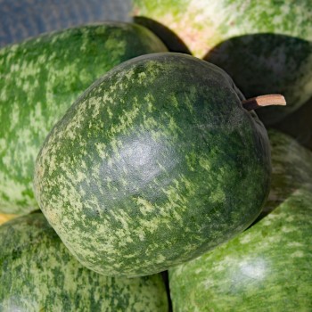 Kalebasse Apple (Samen)