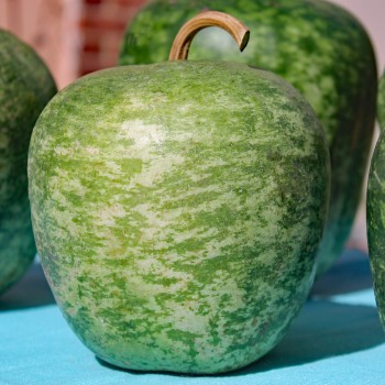 Kalebasse Apple (Samen)